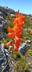 Watsonia schlechteri