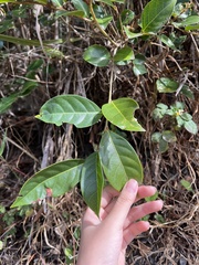 Glochidion rubrum