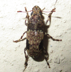 Anthribidae