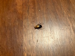 Phyllotocus macleayi