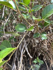 Glochidion rubrum