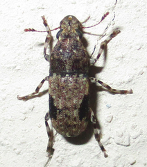 Anthribidae