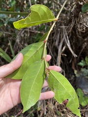 Glochidion rubrum