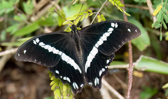 Papilio nireus