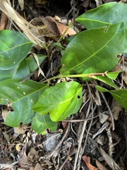Glochidion rubrum