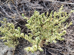 Salsola orientalis