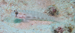 Gnatholepis cauerensis