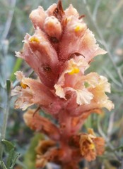Orobanche kochii