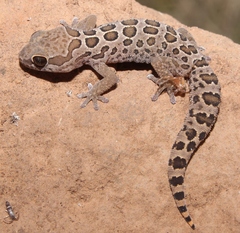 Pachydactylus oculatus