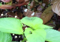 Notocrypta paralysos varians