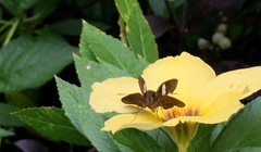 Notocrypta paralysos varians