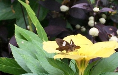 Notocrypta paralysos varians