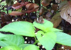 Notocrypta paralysos varians