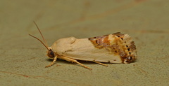 Acontia