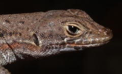 Pedioplanis lineoocellata