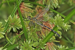 Hemigomphus heteroclytus