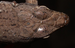 Pedioplanis lineoocellata