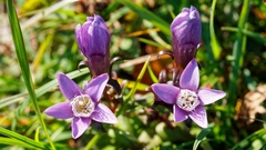 Gentianella ramosa