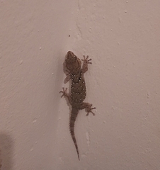 Chondrodactylus bibronii