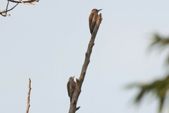 Chloropicus goertae goertae