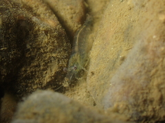 Atyaephyra desmarestii