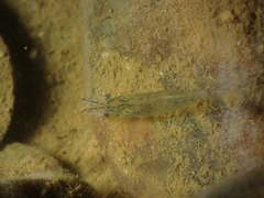 Atyaephyra desmarestii