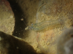 Atyaephyra desmarestii