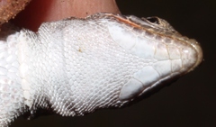 Pedioplanis lineoocellata