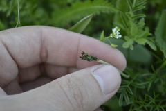 Astragalus macropus