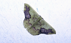 Phrudocentra janeira