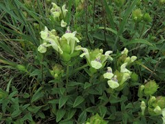 Scutellaria supina