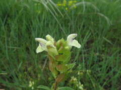 Scutellaria supina