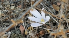 Colchicum troodi
