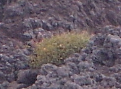 Angiospermae