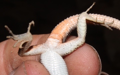 Pedioplanis lineoocellata