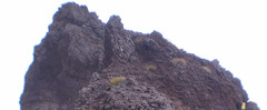 Angiospermae