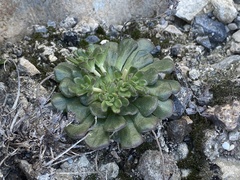 Rosularia