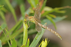 Hemigomphus heteroclytus