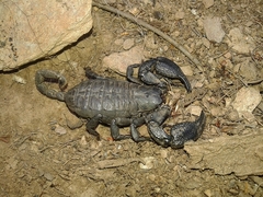 Opisthacanthus capensis
