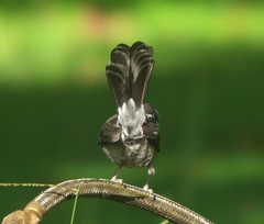 Samoan Fantail photo 5
