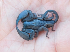 Opisthacanthus capensis