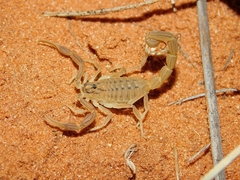 Hottentotta arenaceus
