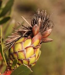 Protea lanceolata