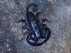 Opisthacanthus capensis