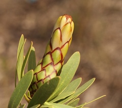 Protea lanceolata