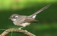 Samoan Fantail photo 2