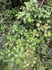 Rubus australis