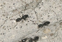 Technomyrmex albipes