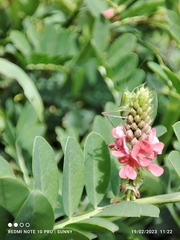 Indigofera hendecaphylla