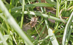 Phalangiinae
